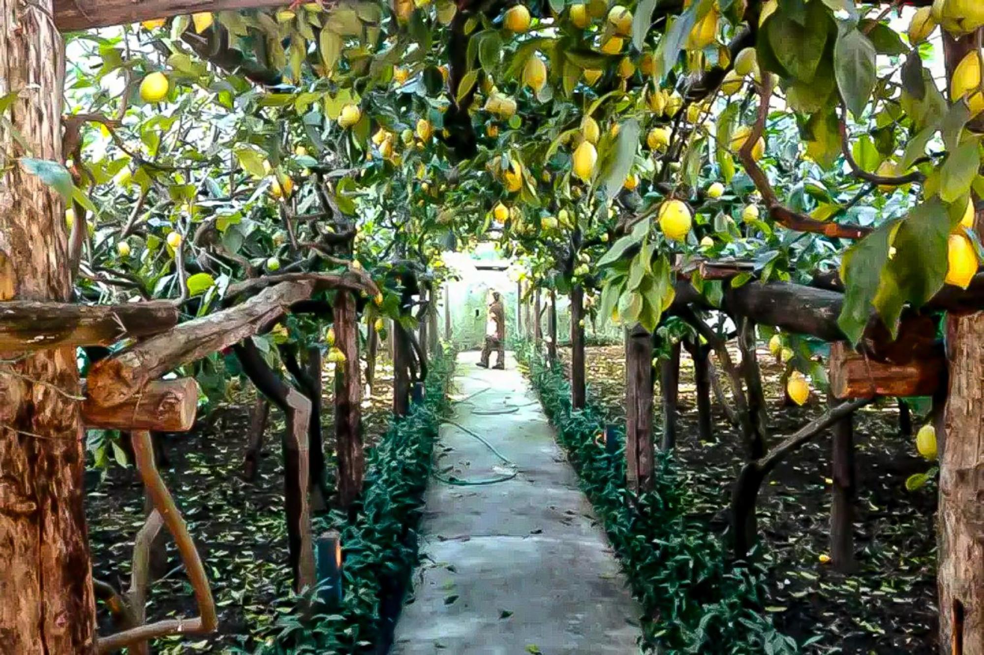 Villa Limoneto Di Anna Maiori Exterior foto